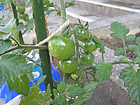 Img_5585