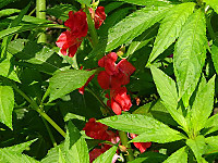 Dsc00477