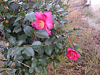 Dscf2611