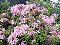 Dscf3605