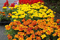 R0017559
