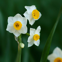 Suisen41