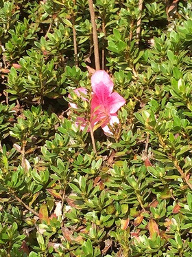 Simg_0296