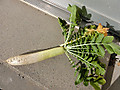 Cimg9136_2
