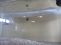 P1060609_2 P1060609_2