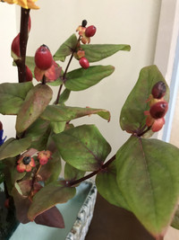 8c728b4de5ef47ea9e974f1191313e9c