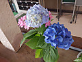 Dscf8367 Dscf8367