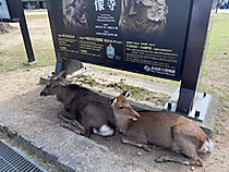 8f4e0a51679445d0b04498f7da9bfc5a