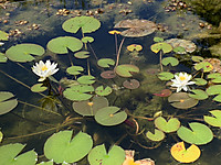 C8f8e895b1a240ffaeac483fe9865a01